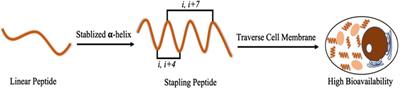 Study on the design, synthesis, and activity of anti-tumor staple peptides targeting MDM2/MDMX